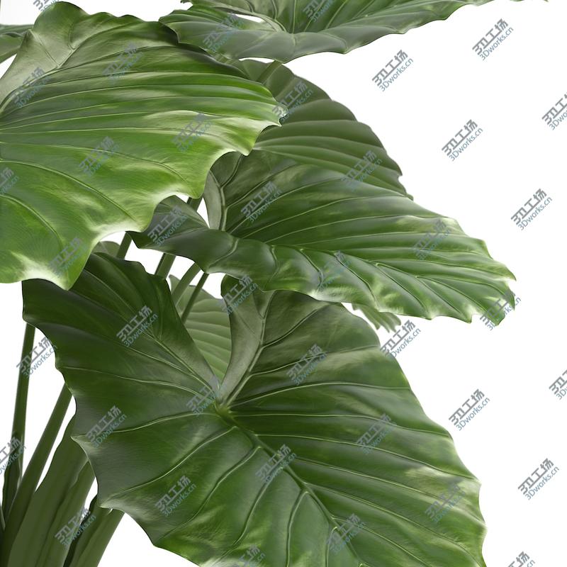 images/goods_img/2021040165/Taro Plant/4.jpg